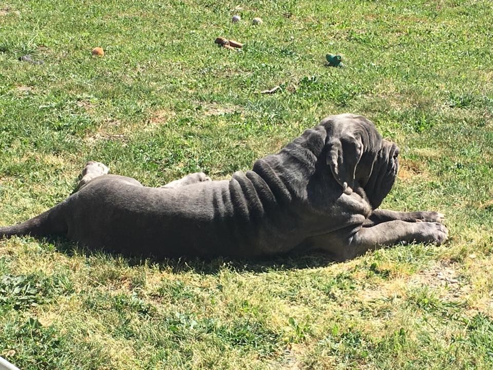 de Dalton Family Passion - Bonne sieste au soleil 