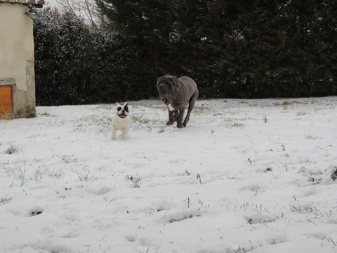 de Dalton Family Passion - Nixon et les bouledogues sous la neige 