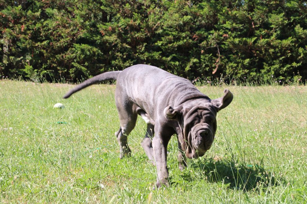 de Dalton Family Passion - Nixon qui s'amuse au jardin