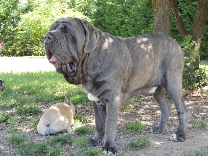 de Dalton Family Passion - Avec les bouledogues