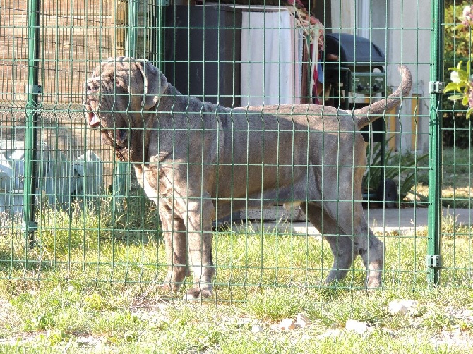 de Dalton Family Passion - Notre beau chien de garde