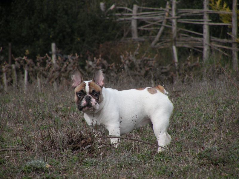 Fortuna l'excellence des bulls des hautes falaises