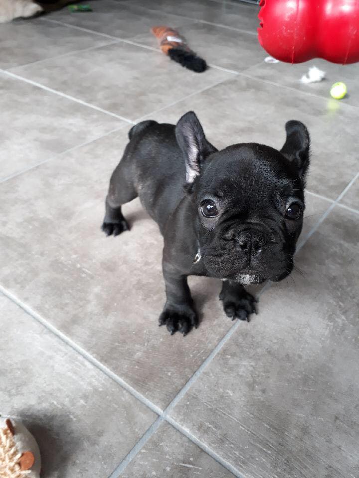 Olaphe black de Dalton Family Passion