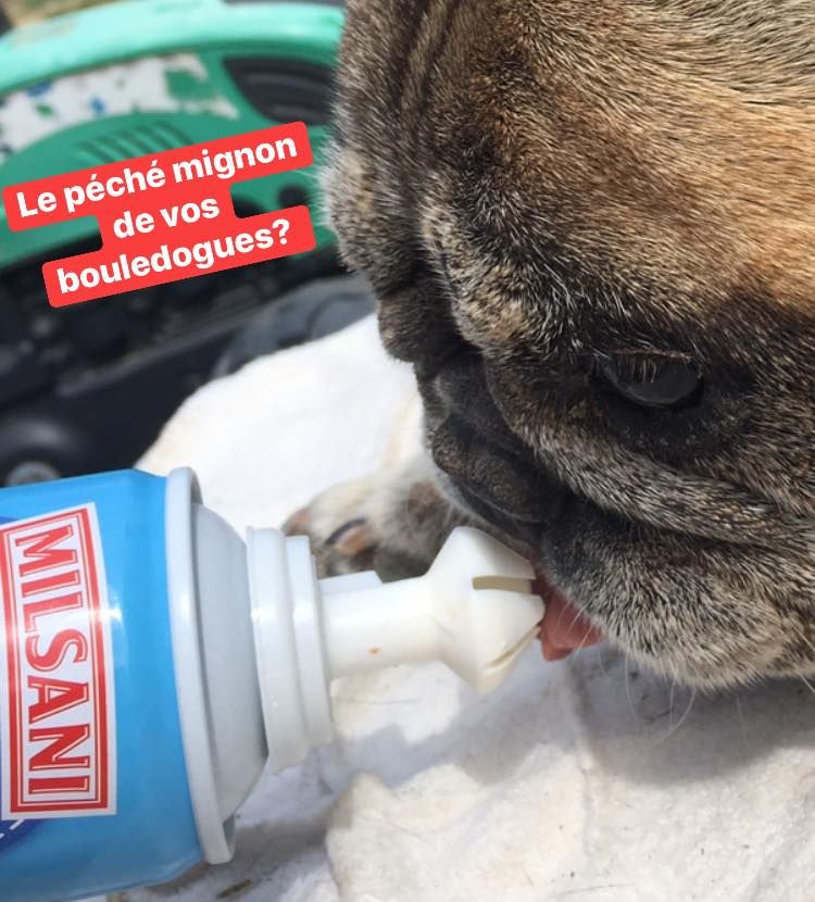 de Dalton Family Passion - Le péché mignon de vos bouledogues???