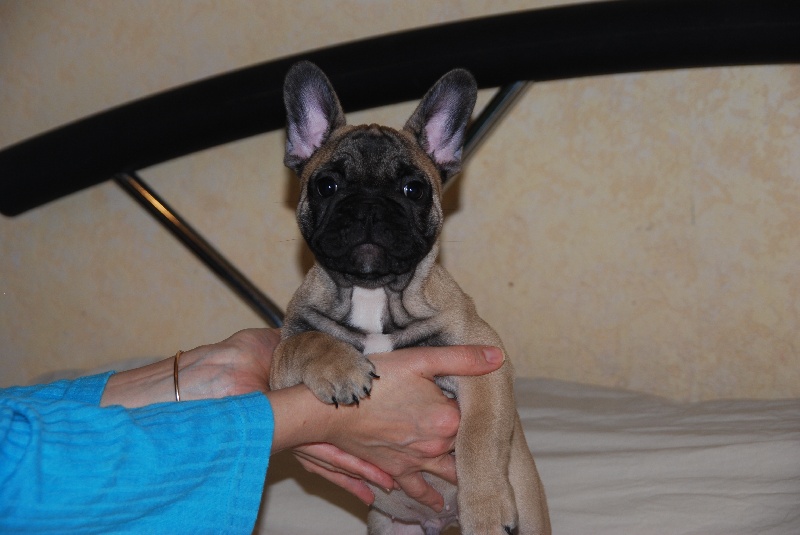 de Dalton Family Passion - Bouledogue français - Portée née le 08/10/2012